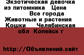 Экзотическая девочка из питомника › Цена ­ 25 000 - Все города Животные и растения » Кошки   . Челябинская обл.,Копейск г.